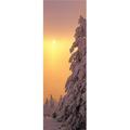 Panoramic Images Snow Covered Tree in Winter At Sunset Feldberg Mountain Black Forest Baden-Wurttemberg Germany Poster Print - 27 x 9