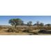 Scrub bushes and trees with hills in background Namib-Naukluft National Park Hardap Namibia Poster Print (32 x 12)