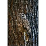 Great BIG Canvas | Mexican Spotted Owl Camouflaged Against Tree Bark Art Print - 16x24