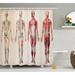 Ambesonne Human Anatomy Vintage Chart of Body Front Back Skeleton & Muscle System Bone Mass Graphic Single Shower Curtain | 75 H x 69 W in | Wayfair