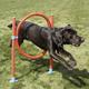 Rosewood 02492 Agility-Sprungreifen für Hunde