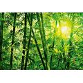 Idealdecor 123 Bamboo Forest, 366 x 254 cm