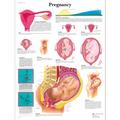3B Scientific Lehrtafel Schwangerschaft, laminated, 1