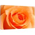 MOOL Hundebett, groß, 32 x 22, Leinwand Rose Flower von Hand gespannt auf Holzrahmen mit Giclée-Druck wasserdicht, lackiert, fertig zum Aufhängen, Orange, Pfirsich