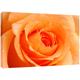 MOOL Hundebett, groß, 32 x 22, Leinwand Rose Flower von Hand gespannt auf Holzrahmen mit Giclée-Druck wasserdicht, lackiert, fertig zum Aufhängen, Orange, Pfirsich