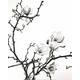 Unbekannt Poster 40 x 50 cm Zweig Magnolie/Branch of Magnolia/Magnolienzweig Henry Wilson