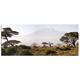 Dsign24 EG312500260 HD Echt-Glas Bild, Afirka Landschaft, Wandbild Druck auf Glas, XXL, 125 x 50 cm