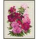 Riolis 1463 Sweet William Cross Stitch Kit, Baumwolle, Multi-Color, 24 x 30 x 0, 1 cm