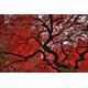 Innova Editions Autumn Maple Glas-Art, 50 x 70 cm