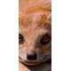 PeelitStickit id-244 60 Breite x 130 cm Höhe Close Up Foxs Face Hohe Qualität Vinyl Animal Wall Mural