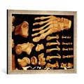 Gerahmtes Bild von Hieronymus Fabricius ab Aquapendente Anatomische Zeichnung der Fußknochen, Kunstdruck im hochwertigen handgefertigten Bilder-Rahmen, 60x40 cm, Silber raya