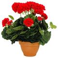 MICA Decorations 947281 Blumen, Geranium großen, rot