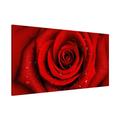 Apalis Rosenbild Magnettafel - Rote Rose mit Wassertropfen - Blumenbild Memoboard Quer 37cm x 78cm Größe HxB:37cm x 78cm