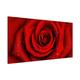 Apalis Rosenbild Magnettafel - Rote Rose mit Wassertropfen - Blumenbild Memoboard Quer 37cm x 78cm Größe HxB:37cm x 78cm