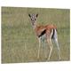 Pixxprint HBVs_1148_80x60 junge Gazelle auf Wiese MDF-Holzbild im Bretterlook Wanddekoration, bunt, 80 x 60 x 2 cm