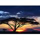 Neue imagesaffiche 50 x 70 cm Sonnenuntergang, Amboseli-Nationalpark, Kenia/Kenia, Amboseli National Park, Umbrella Tree, Sunset