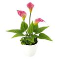 Flair Flower Calla x 3 im Topf, Plastik, rosa, 32 x 25 x 22 cm