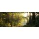 Pro-Art-Bilderpalette gla1288c Forest Feeling II Glas-Art, Bunt, 30 x 80 x 1,3 cm