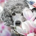 2023 2024 Poodle Calendar - Dog Breed Monthly Wall Calendar - 12 x 24 Open - Thick No-Bleed Paper - Giftable - Academic Teacher s Planner Calendar Organizing & Planning - Made in USA