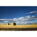 Hay bales in a clear cut field highlighted by the sun with dramatic clouds and blue sky; Alberta Canada Poster Print by Michael Interisano / Design Pics (34 x 22)