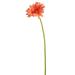 Vickerman 463987 - 21" Gerbera Daisy -Coral (PK/6) (FH170704) Home Office Flowers