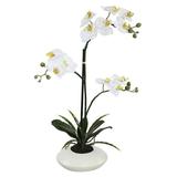 Vickerman 462997 - 25" Potted Orchid x 2-White (FC170701) Home Office Flowers in Pots Vases and Bowls