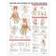 Anatomy and Injury Of Hand And Wrist Anatomical Chart