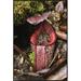 East Urban Home 'Burbidge's Pitcher Plant Pitcher, Sabah, Borneo, Malaysia' Framed Photographic Print in White | 36 H x 24 W x 1.5 D in | Wayfair
