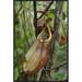 East Urban Home 'Pitcher Plant Pitcher, Newly Described Species, Surat Thani, Thailand' Framed Photographic Print in Brown/Green | Wayfair