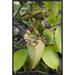 East Urban Home 'Pitcher Plant Pitcher, Brunei, Borneo, Indonesia' Framed Photographic Print in Green | 24 H x 16 W x 1.5 D in | Wayfair