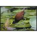 East Urban Home 'Northern Jacana Foraging On Lily Pads, Costa Rica' Framed Photographic Print in Brown/Green | 16 H x 24 W x 1.5 D in | Wayfair