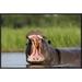 East Urban Home 'Hippopotamus Male Displaying, Moremi Game Reserve, Okavango Delta, Botswana' Framed Photographic Print in Gray/Green | Wayfair