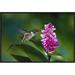 East Urban Home 'Scintillant Hummingbird Feeding At & Pollinating Flowers Of Epiphytic Orchid, Monteverde Cloud Forest Reserve | Wayfair