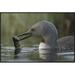 East Urban Home 'Red-Throated Loon w/ Fish for Young, Alaska ' Framed Photographic Print on Canvas in White | 24 H x 36 W x 1.5 D in | Wayfair