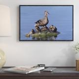 East Urban Home 'Mallard Duck w/ Chicks, Germany ' Framed Photographic Print on Canvas in Black/Gray | 12 H x 18 W x 1.5 D in | Wayfair