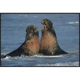 East Urban Home 'Northern Elephant Seal Males Fighting, California ' Framed Photographic Print on Canvas in White | 24 H x 36 W x 1.5 D in | Wayfair