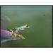 East Urban Home 'Red-Eyed Tree Frog Eyeing Bee Fly, Costa Rica ' Framed Photographic Print on Canvas in Green | 22 H x 28 W x 1.5 D in | Wayfair