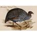 Buyenlarge Guineafowl Vulture by John Gould - Unframed Graphic Art Print in White | 24 H x 36 W x 1.5 D in | Wayfair 0-587-64773-LC2436