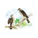 Buyenlarge Sharp Skinned Hawk (Pigeon Hawk), w/ Broad Wing Hawk by Theodore Jasper Graphic Art in Blue/Gray/Green | 24 H x 36 W x 1.5 D in | Wayfair