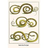 Buyenlarge Snakes from New Spain - Graphic Art Print in White | 36 H x 24 W x 1.5 D in | Wayfair 0-587-29733-6C2436