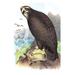 Buyenlarge 'Gray, or Sea Eagle' by Theodore Jasper Painting Print in Blue/Brown/Green | 30 H x 20 W x 1.5 D in | Wayfair 0-587-03808-xC2030