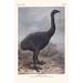 Buyenlarge Megalapteryx Huttoni by Lionel Walter Rothschild - Graphic Art Print in White | 36 H x 24 W x 1.5 D in | Wayfair 0-587-30145-7C2436