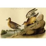 Buyenlarge Buff Breastsed Sandpiper by John James Audubon - Unframed Graphic Art Print in Brown | 28 H x 42 W x 1.5 D in | Wayfair