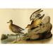 Buyenlarge Buff Breastsed Sandpiper by John James Audubon - Unframed Graphic Art Print in Brown | 28 H x 42 W x 1.5 D in | Wayfair