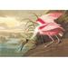 Buyenlarge Roseate Spoonbill by John James Audubon Painting Print in Brown/Pink | 24 H x 36 W x 1.5 D in | Wayfair 0-587-03562-5C2436