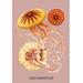 Buyenlarge 'Jellyfish Discomedusae' by Ernst Haeckel Graphic Art in Orange/Pink/Yellow | 36 H x 24 W x 1.5 D in | Wayfair 0-587-17006-9C2436