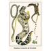 Buyenlarge 'Snakes Lizards & Orchids' by Albertus Seba Graphic Art in White | 36 H x 24 W x 1.5 D in | Wayfair 0-587-29737-9C2436