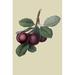 Buyenlarge 'Nectarine Plum' by William Hooker Painting Print in White | 36 H x 24 W x 1.5 D in | Wayfair 0-587-30859-1C2436