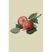Buyenlarge 'Fearn's Pippin Apple' by William Hooker Painting Print in White | 36 H x 24 W x 1.5 D in | Wayfair 0-587-30867-2C2436