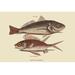 Buyenlarge Red Sea Perch by Mark Catesby - Graphic Art Print | 28 H x 42 W x 1.5 D in | Wayfair 0-587-30350-6C2842